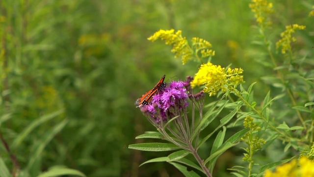 Relaxing Video|butterfly Love Flowers Nature Is Beautiful|Love Nature Because Nature Loves U