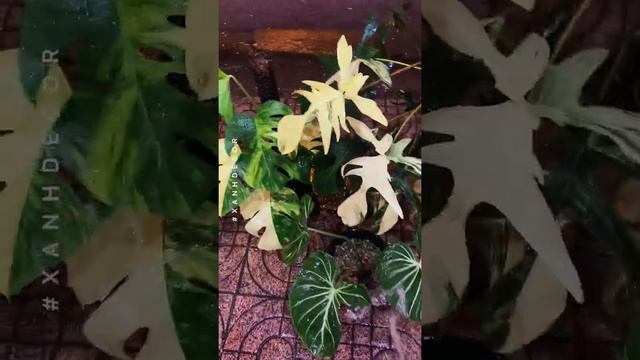 Mẹo chăm cây trong nhà - Tưới đẫm - để thoáng смотреть онлайн
