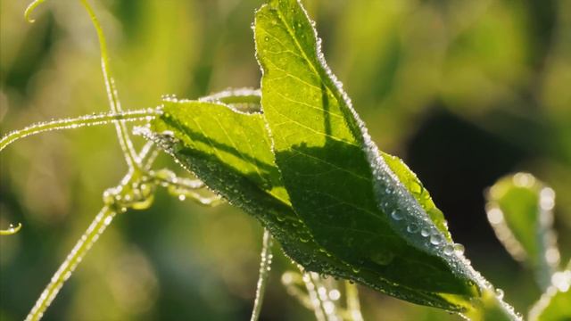Amazing Grace Beautiful Hymns 💝 Cello and Piano 💝 Christian Background Instrumentals смотреть онлайн