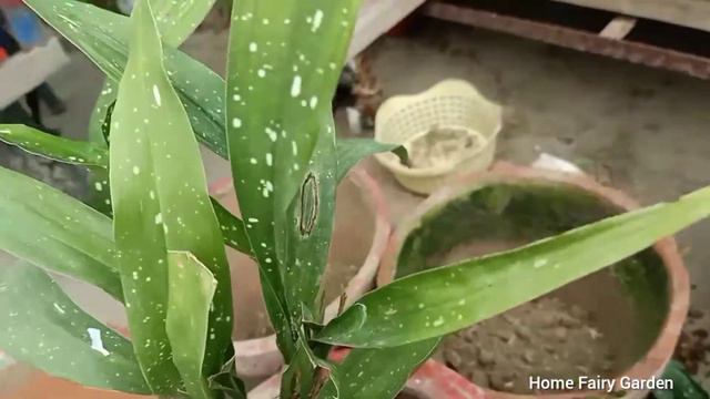 Milky Way Plant Propagation/Aspidistra Plant Propagation/Home Fairy garden смотреть онлайн
