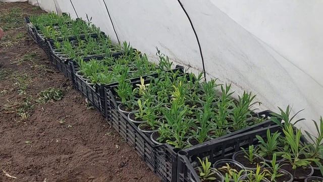 Парник. Обзор рассады в мае смотреть онлайн