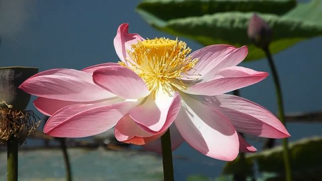 ВИДЕО ЦВЕТЕНИЕ ЛОТОСА = ПВН 2015 ГОД 129 смотреть онлайн