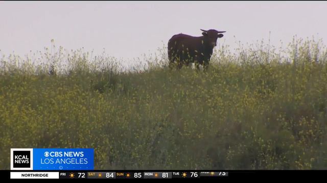 OC employs herd of cattle to chomp on brush to lessen fire risks смотреть онлайн