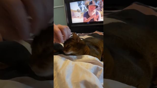 Кот явно не в духе, но в конце видео стал добрее 🐈 смотреть онлайн