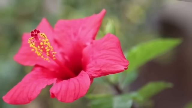 СУРА ЯСИН СЛУШАЙТЕ КАЖДЫЙ ДЕНЬ #ясин #ясин _ Surah Yaseen Full Ismail Kaary