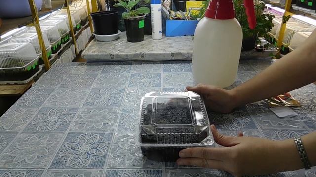 ПОСЕВ СЕМЯН ТОМАТОВ НА РАССАДУ ! УХОД ЗА СЕЯНЦАМИ 17 ДНЕЙ ДО ПИКИРОВКА !