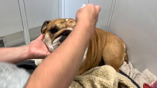Birdie's face cleaning | ENGLISH BULLDOG смотреть онлайн