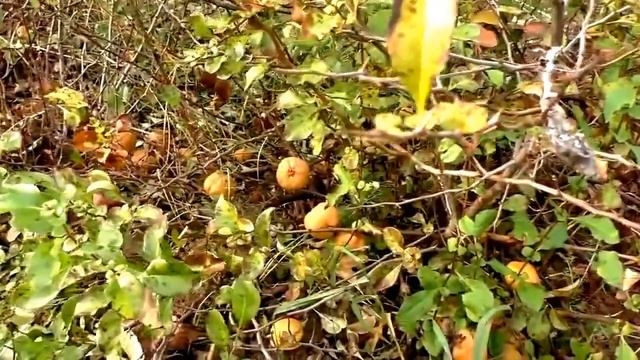 Наш огород.Японская айва (хеномелес) смотреть онлайн