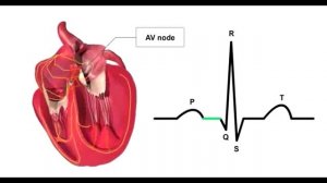 Основы ЭКГ. Физиология.