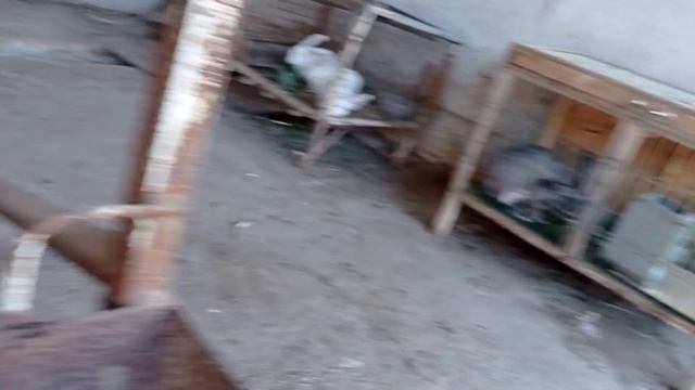 Обзор хозяйства кролики Калифорнии и Фландеры.И куры Брамы смотреть онлайн