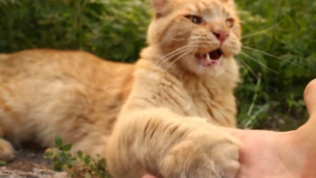 Огромный кошак :) смотреть онлайн