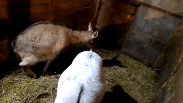 КАК ПОНЯТЬ ЧТО КОЗА РОЖАЕТ?! СКОЛЬКО ДЛЯТСЯ РОДЫ У КОЗ. СТО ТЫСЯЧ ПРОСМОТРОВ ВИДЕО НА ДЗЕНЕ ??? смотреть онлайн