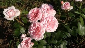 Роза Синдерелла