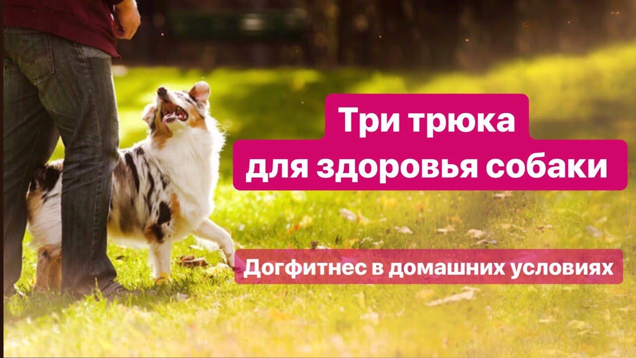 Урок 1. Три трюка для здоровья собаки. Дог фитнес в домашних условиях