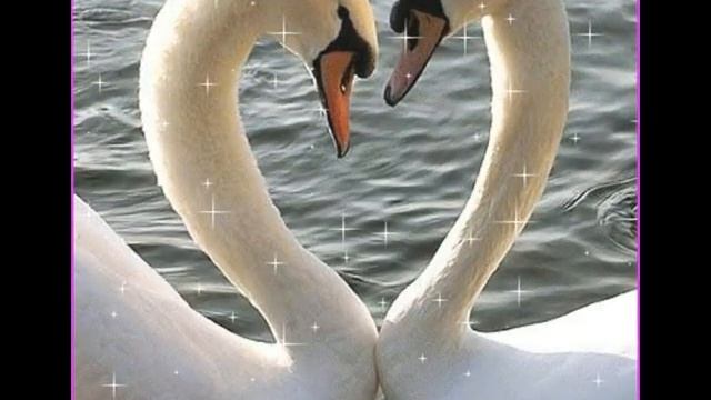 Видео Не покидай меня любовь Муз В Бохана ст Г Маняхина исп Р Бажанов смотреть онлайн