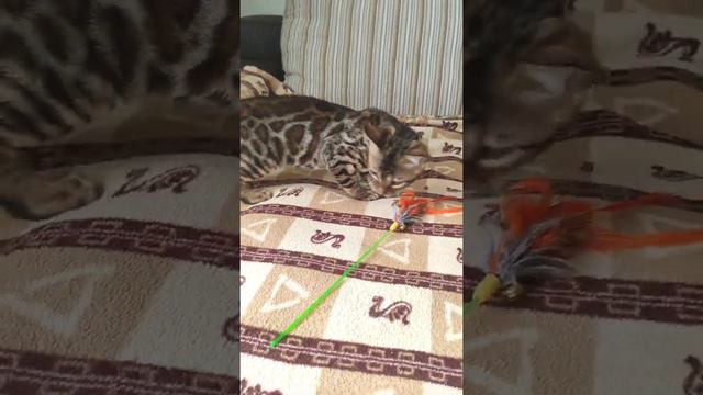 Бенгальский котенок мальчик bengal cat смотреть онлайн
