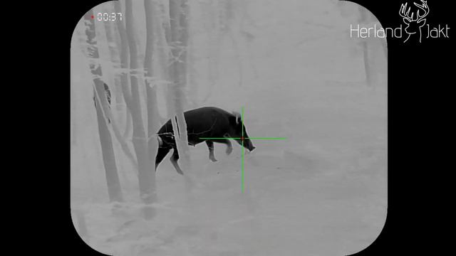 Conotech Night Arrow 650 Thermal Scope- Wildboar Hunting, Thermal Hunting, Night Hunting