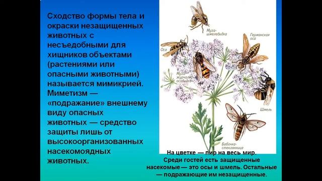 Адаптация организмов к условиям обитания как результат действия естественного отбора смотреть онлайн