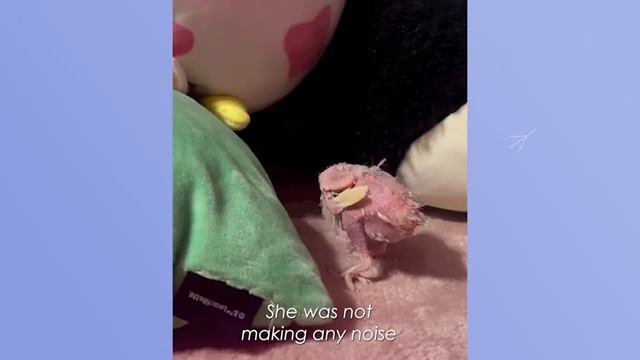 Tiny Parrot Lost All Her Feathers But Never That Sass | Cuddle Buddies смотреть онлайн