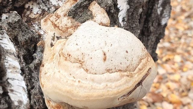 Настоящий трутовик и подберёзовик смотреть онлайн