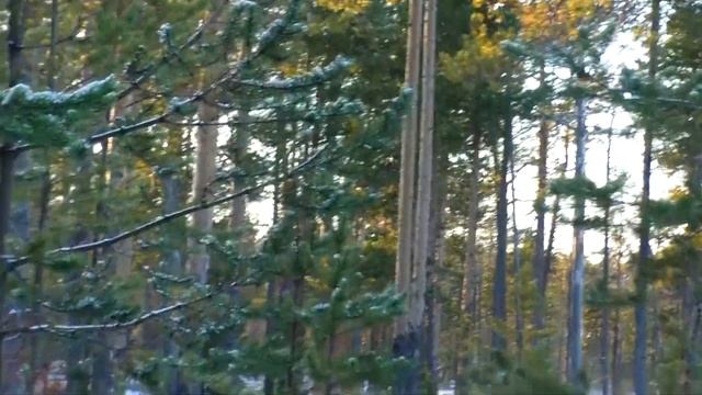 БЕССМЕРТНЫЙ ТЕТЕРЕВ и ПТИЦЫ НЕВИДИМКИ :)