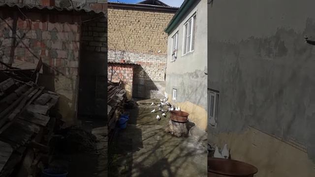 Голуби 2018 смотреть онлайн