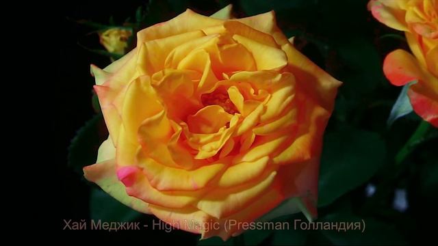 Как распускается роза Хай Меджик - High Magic (Pressman Голландия) смотреть онлайн
