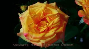 Как распускается роза Хай Меджик - High Magic (Pressman Голландия)