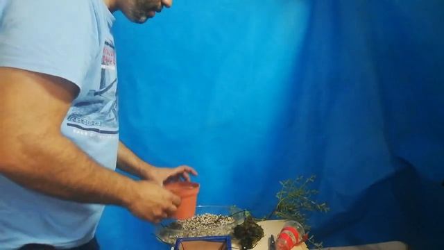 Ya separamos el acodo de este salix caprea péndula. смотреть онлайн