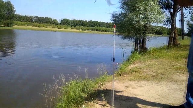 Ловля карася. Комбинат Восток, Гомель. Голодные караси клюют на все!! смотреть онлайн