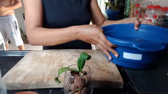 Mudando o cultivo das Orquídea Phal 🌺 смотреть онлайн