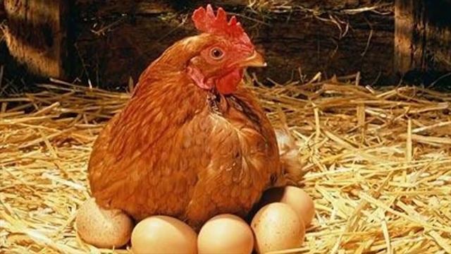 Курица наседка что-то прятала под собой. Когда фермер приподнял ее, то был ошарашен находкой смотреть онлайн
