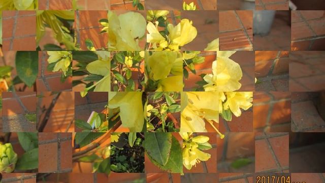 ツツジ　黄色い花 Azalea yellow flower Азалия желтые цветы смотреть онлайн