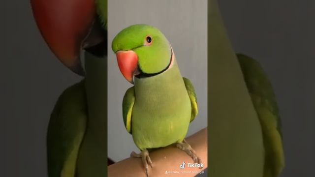 Говорящий попугай Ричи . Видели видео смотреть онлайн