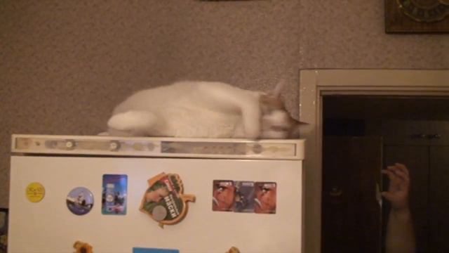 Кот балдеет смотреть онлайн
