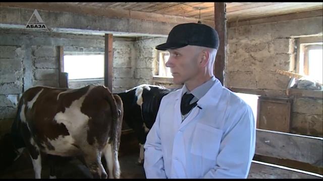 Нормы содержания и лечения крупного рогатого скота в Абхазии