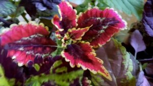 Колеусы, обзор.