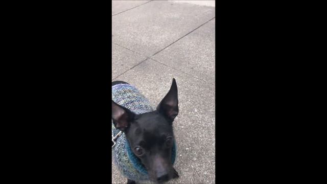 Tre Cool, a 7 year old male Chihuahua at Muttville-adopted! смотреть онлайн