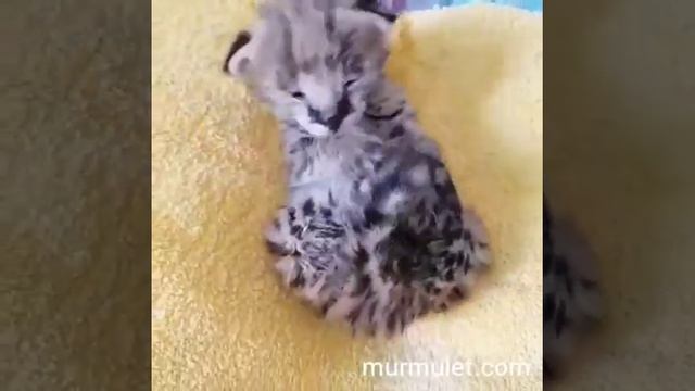 Serval kitten. Котенок Сервал смотреть онлайн