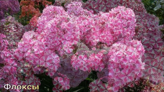 ТОП 5 КРАСИВЕЙШИХ ЦВЕТОВ для вашего сада #цветы #цветыдлясада смотреть онлайн