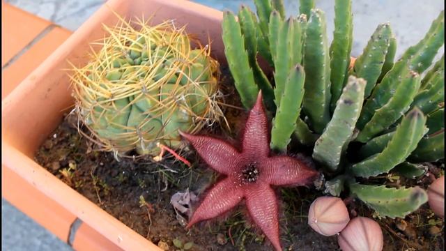 Stapelia variegata Orbea Stapelia hirsuta 2018 смотреть онлайн