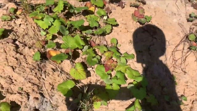 Покатушка по бездорожью на питбайке Progasi smart 150 смотреть онлайн