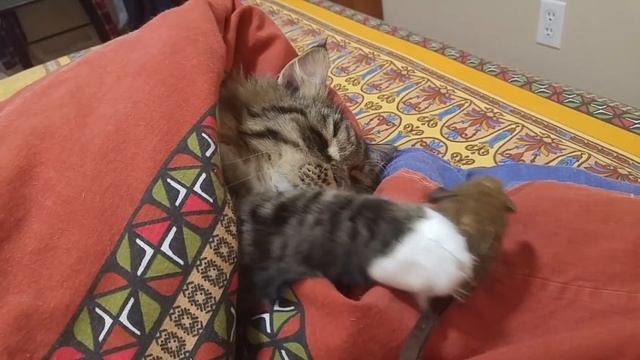 Смешной кот спит с мышкой) Funny cat with mouse смотреть онлайн