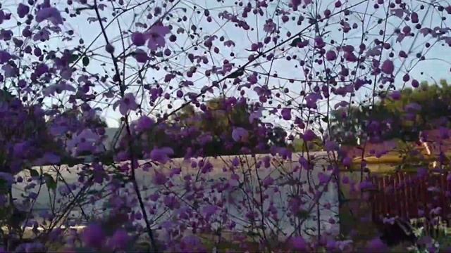 ВАСИЛИСТНИК И УХОД ЗА НИМ. ВАСИЛИСТНИКИ БЫВАЮТ РАЗНЫЕ ? смотреть онлайн