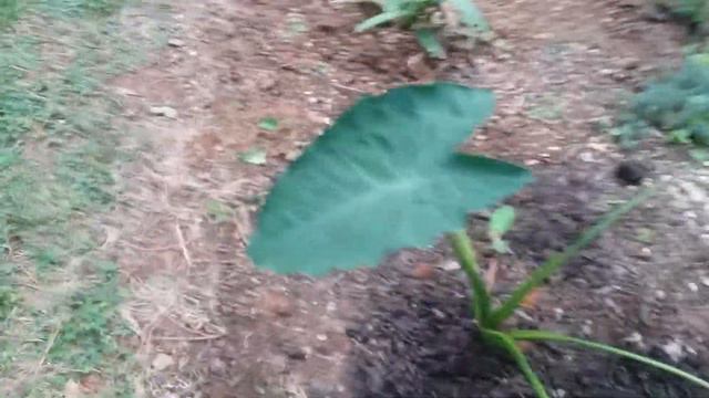 Vann, "The Plant Man": Elephant Ears that RUN смотреть онлайн