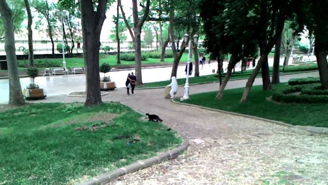 Стамбульский Котик:) Парк Гюльхане, 27 мая 2015 смотреть онлайн