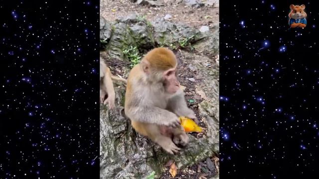 Я РЖАЛ ДО СЛЕЗ😂 15 Минут ОТБОРНЫХ ПРИКОЛОВ 2024 Смешные видео. смотреть онлайн