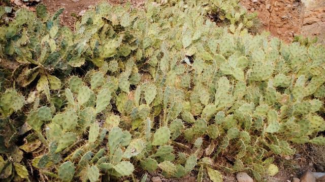 Dan Gibson’s Solitudes - The Elders Speak | Gentle World: Native Spirit смотреть онлайн