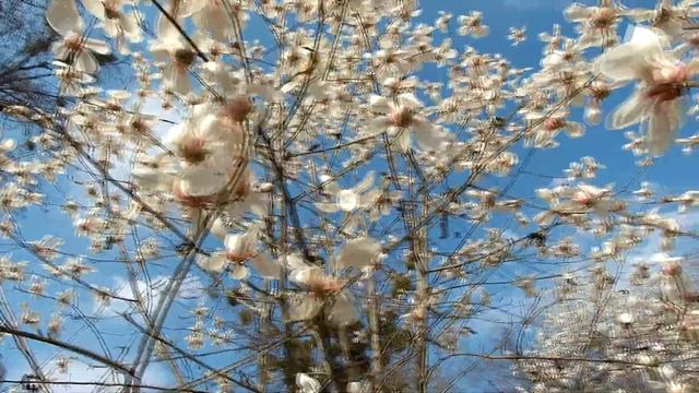 Magnolia / Магнолия смотреть онлайн