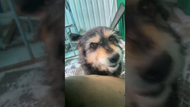 Гуси это страх детства смотреть онлайн